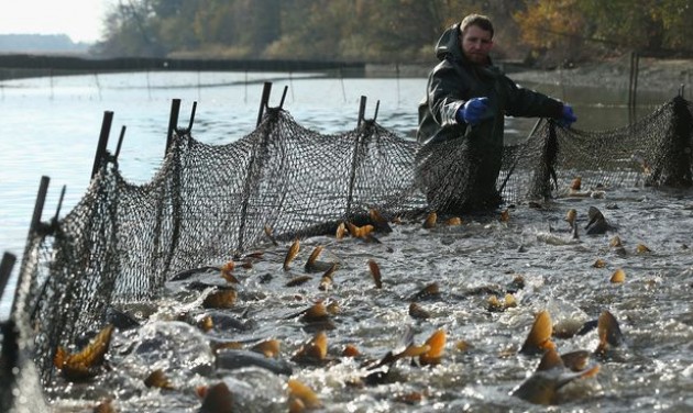 Ízes Magyarország: Öreg-tavi Nagy Halászfesztivál