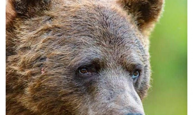 Farkas, medve, hiúz - gyakorlati kézikönyvek nagyragadozókhoz